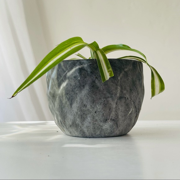 Bonnie Spider Plant in Dark Gray Marble Pot - Picture 6 of 7